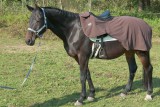 Nierendecke Ausreitdecke fedimax Ceramic Energy Fleece