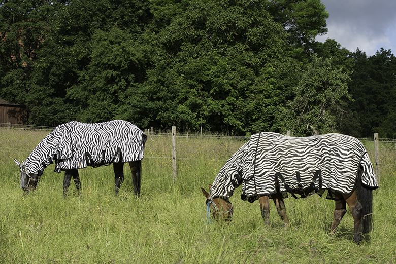 Fliegendecke Zebra