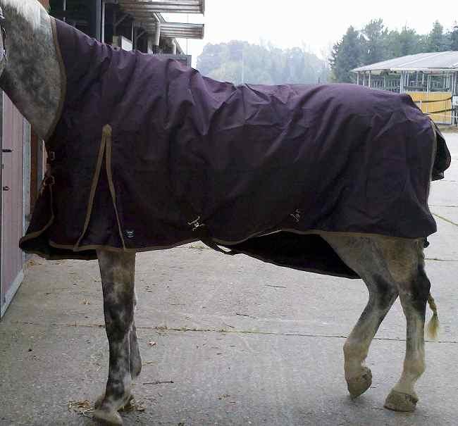 Regendecke Raincape auf großem Warmblut